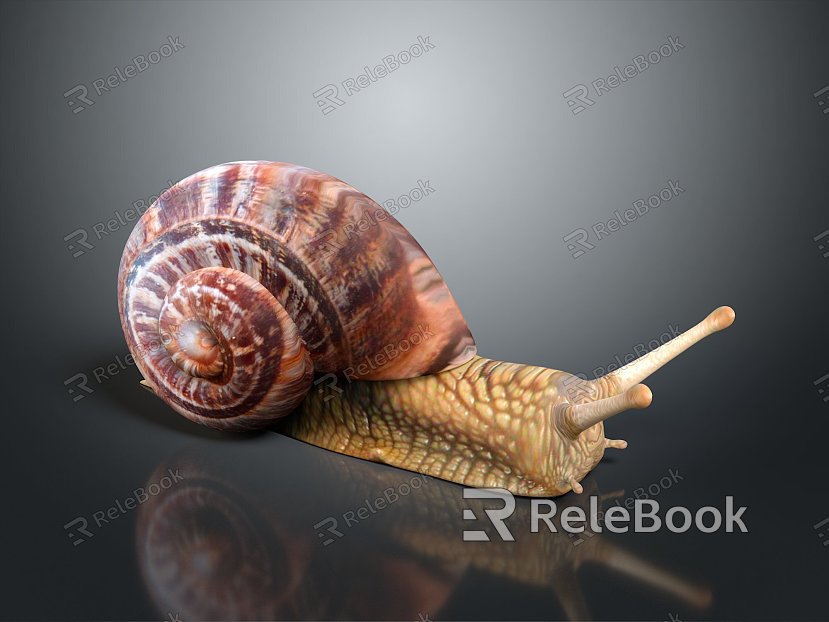 Snail Cartoon Snail Snail Small Snail Reptile Cold Blooded Animal Reptile model