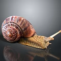 Snail Cartoon Snail Small Snail Reptile Cold Blooded Animal Reptile 3d model