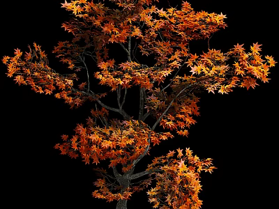Autumn Bushes with Vibrant Orange Leaves and Lush Foliage Against Black Background 3d model