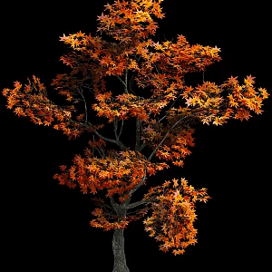 maple tree 3d model