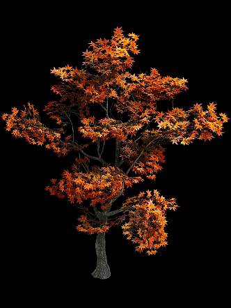 maple tree 3d model
