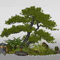 Bonsai Pine Tree With Moss Stones Small Lantern And Green Plants