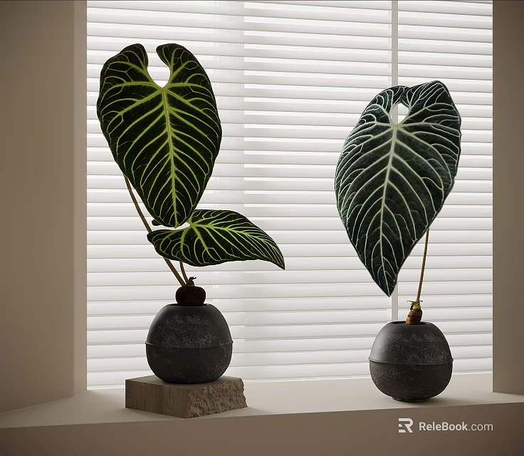 Bonsai Potted Plants with Large White Veined Leaves in Black Spherical Pots on Wooden Bases 3d model 
