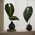 Bonsai Potted Plants with Large White Veined Leaves in Black Spherical Pots on Wooden Bases