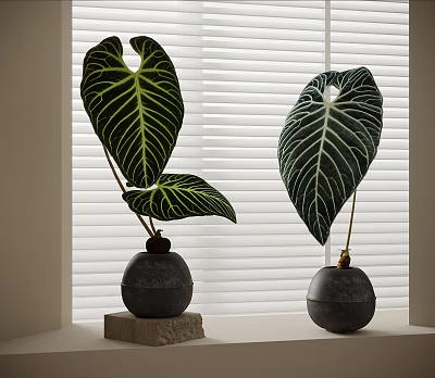 Bonsai Potted Plants with Large White Veined Leaves in Black Spherical Pots on Wooden Bases 3d model