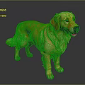 Golden Retriever With Shiny Golden Orange Fur Standing In Gray Background