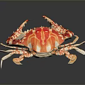 Vibrant Orange And White Patterned Crab With Large Claws On Reflective Surface 3d model