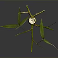 Fresh Green Bamboo Plant With Stalk Branches And Leaves Isolated On Dark Background