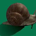 Snail With Brown Spiral Shell On Green Background And Textured Body