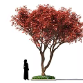 Ornamental Arbor With Lush Vibrant Red Leaves And Human Figure For Scale Decoration