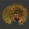 Fresh Chestnut With Spiky Golden Brown Shell On Dark Background