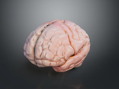 Highly Detailed Medical Device Human Brain Model for Anatomical Study and Education 3d model