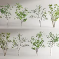 Various Arbor Tree Specimens With Green Foliage And Natural Branch Structures 3d model