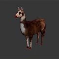 Realistic Brown And White Llama Standing On Gray Background With Detailed Coat