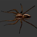 Brown Spider With Long Legs And Striped Body On Dark Background