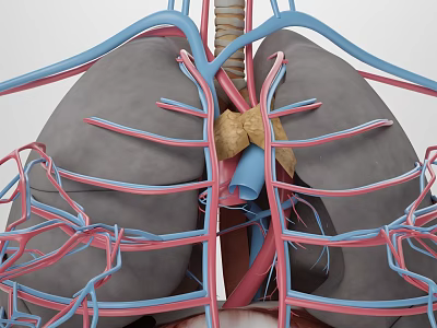 3D Anatomical Medical Device Model Displaying Lungs Trachea And Blood Vessels Structure 3d model