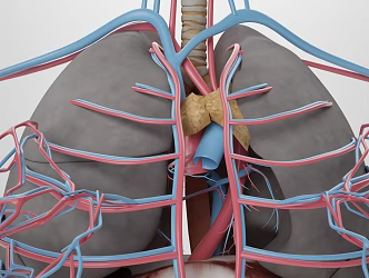 The Modern Heart 3d model