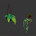 Hanging Green Plant With Large Leaves And Potted Plant On Shelf With Trailing Vines