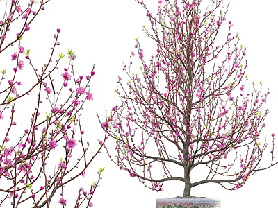 Elegant Bonsai Tree With Pink Blossoms And Slender Branches In Ceramic Pot 3d model