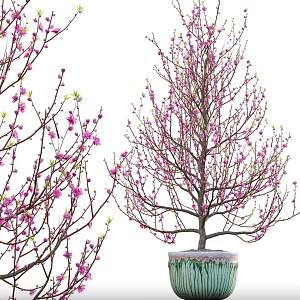 Peach Blossom Oil Peach Tree Potted Plant 3d model