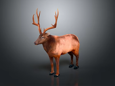 Brown Deer With Large Antlers Standing On Gray Background In Natural Posture 3d model
