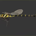 Vibrant Dragonfly With Transparent Wings Yellow Head And Striped Body On Dark Background