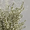 Delicate White Small Flowers with Green Branches in Transparent Glass Vase
