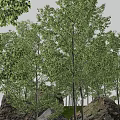 Lush Green Forest With Tall Trees Dense Foliage And Rocks