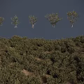 Lush Green Shrubs Cover Hillside With Silhouette Trees In Sky Background