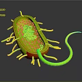 3D Model of Bacteria Showing Organ Like Structures And Hair Like Appendages