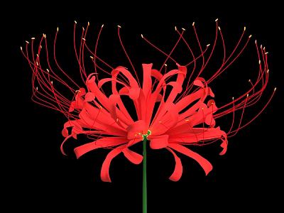Stunning Red Spider Lily With Long Slender Petals Green Stem On Black Background 3d model