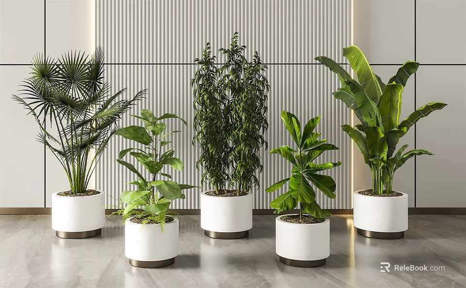 Indoor Potted Plants With White Planters And Various Green Foliage For Interior Decoration 3d model 