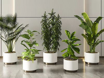 Indoor Potted Plants With White Planters And Various Green Foliage For Interior Decoration 3d model