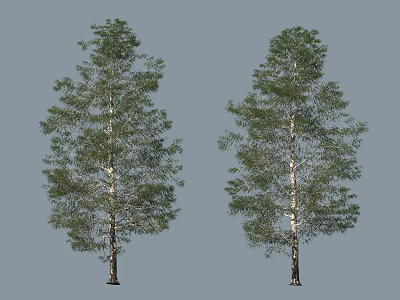 Two Lush Green Arbors With White Trunks Against Gray Background 3d model