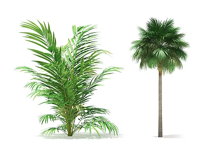 Lush Green Palm Trees With Feathery Leaves And Tall Rounded Crown Structure 3d model