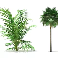Lush Green Palm Trees With Feathery Leaves And Tall Rounded Crown Structure