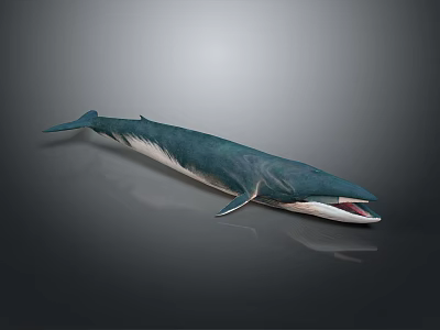 Realistic 3D Whale Model with Teal and White Coloration and Open Mouth on Gray Background 3d model