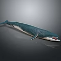 Realistic 3D Whale Model with Teal and White Coloration and Open Mouth on Gray Background