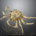 Off White Crab Specimen with Spines and Long Slender Legs on Dark Background Showing Reflection
