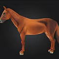 Realistic Brown Horse 3D Model with Detailed Features and Standing Pose 3d model