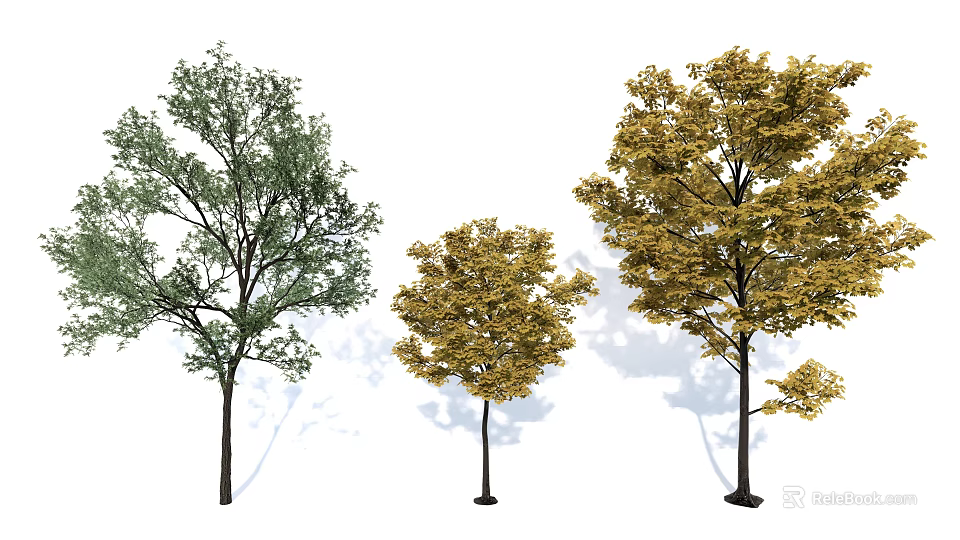 Three Arbor Trees Featuring Green And Yellow Foliage With Tall Trunks 3d model 