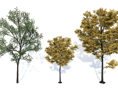 Three Arbor Trees Featuring Green And Yellow Foliage With Tall Trunks 3d model