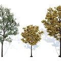 Three Arbor Trees Featuring Green And Yellow Foliage With Tall Trunks 3d model