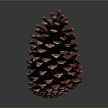 Brown Pine Cone with Natural Texture and Detailed Structure Isolated on Dark Background