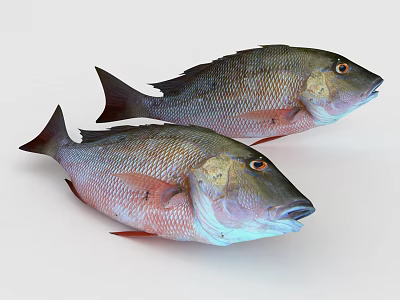 Two Red And Gray Aquatic Fish Close Up On White Background 3d model