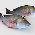 Two Red And Gray Aquatic Fish Close Up On White Background 3d model
