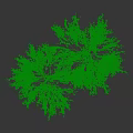 Tall Birch Tree With White Trunk And Green Lush Foliage On Slender Branches