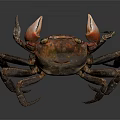 Reddish Brown Crab Showing Detailed Claws And Legs Against Gray Background