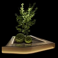 Elegant Bonsai Potted Plants With Decorative Green Foliage And Illuminated Base Platform