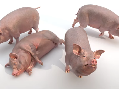 Realistic 3D Rendered Pigs In Different Poses 3d model Realistic 3D Rendered Pigs In Different Poses 3d model